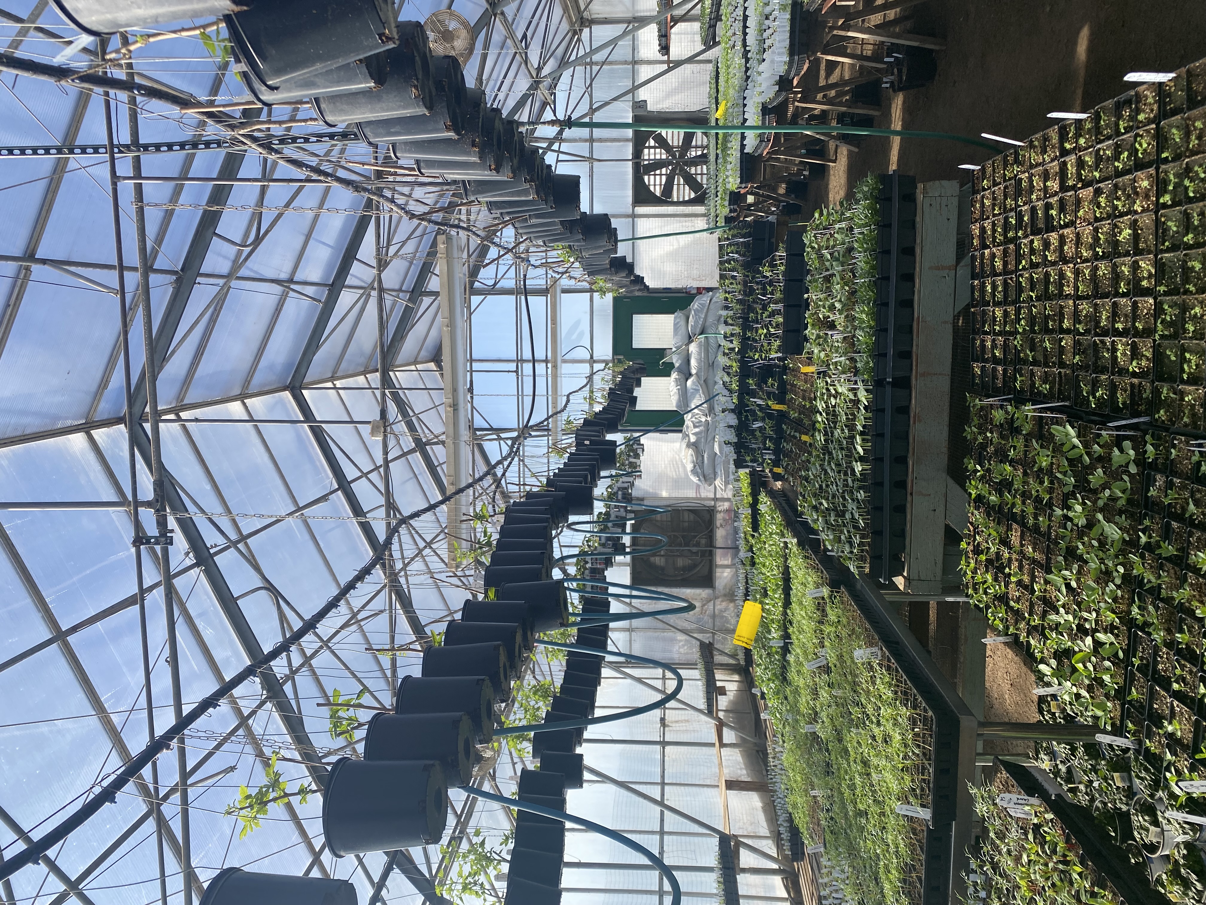 the inside of a greenhouse