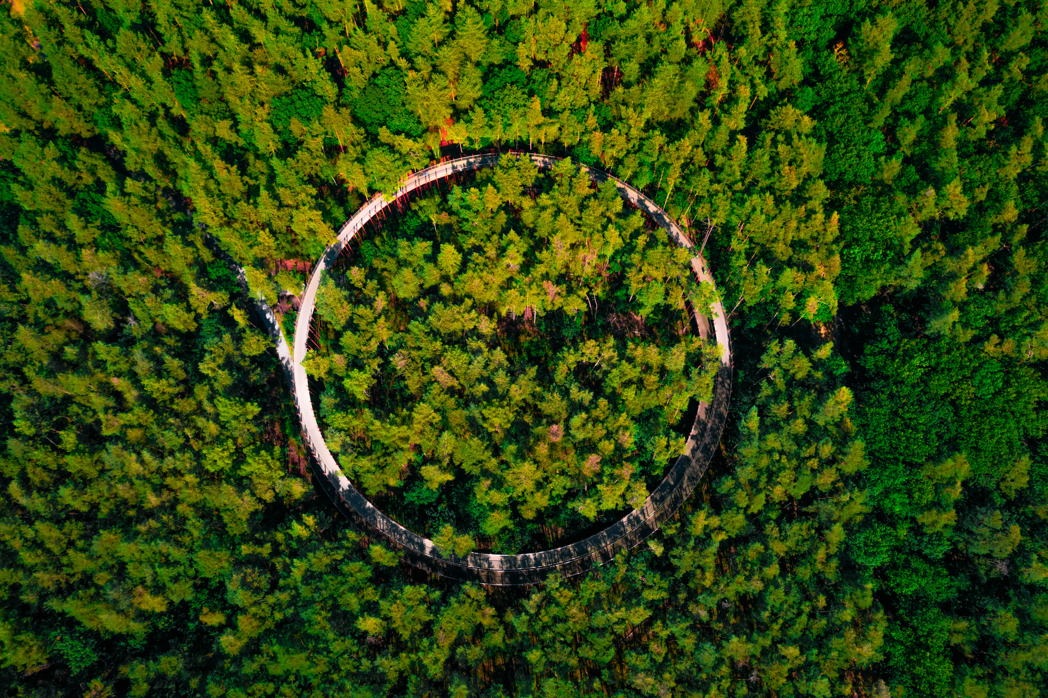 Aerial view of trees with circle in middle